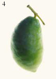 oliva