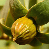 Jojoba Oil